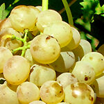 Scoperto in Sardegna il più antico vitigno del Mediterraneo occidentale